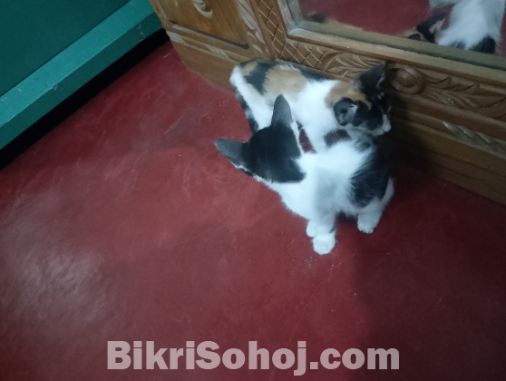Cute baby cat